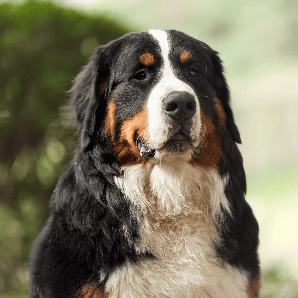 Bernese Mountain Dog They Come in Two Standard Colors