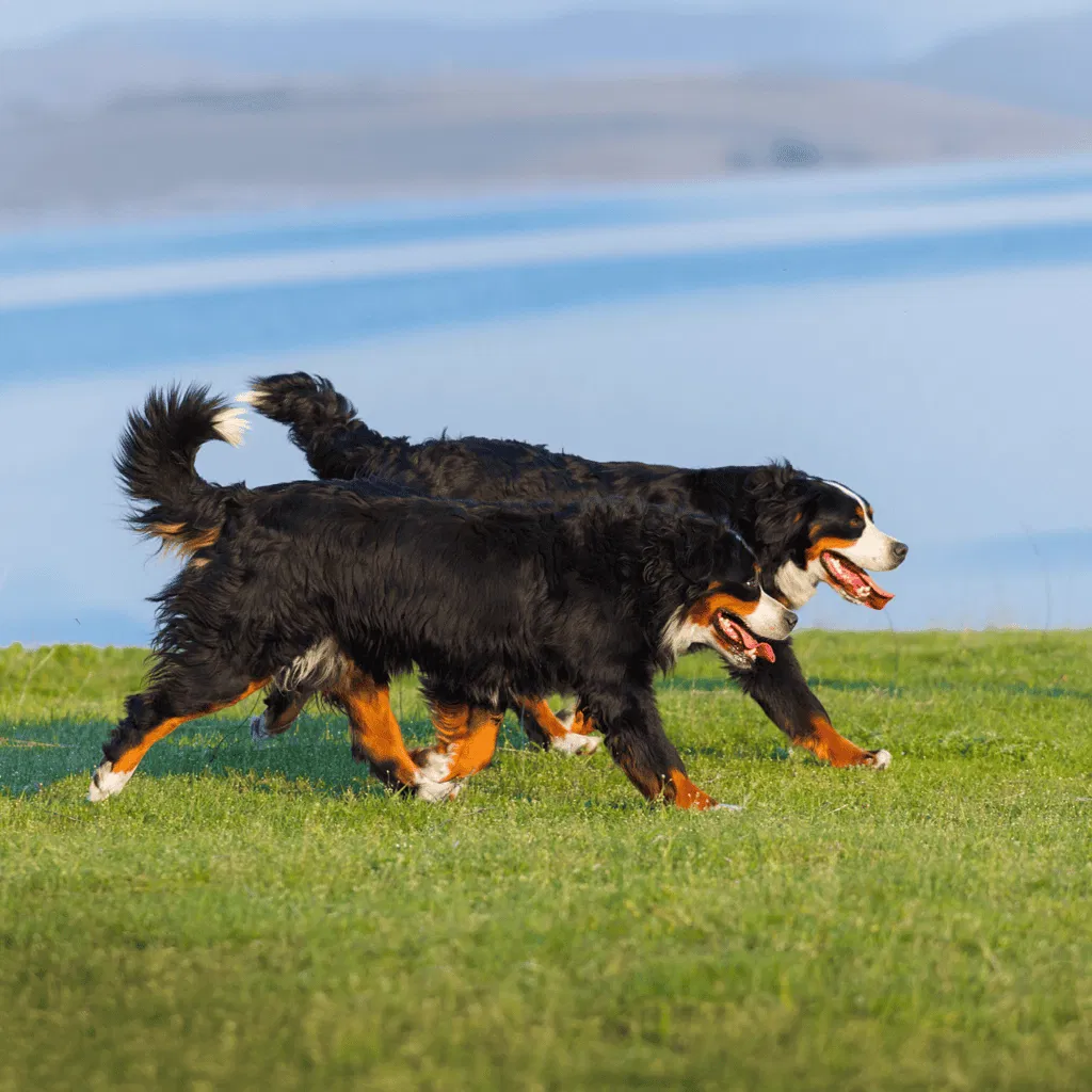 Bernese Mountain Dog Male Vs. Female