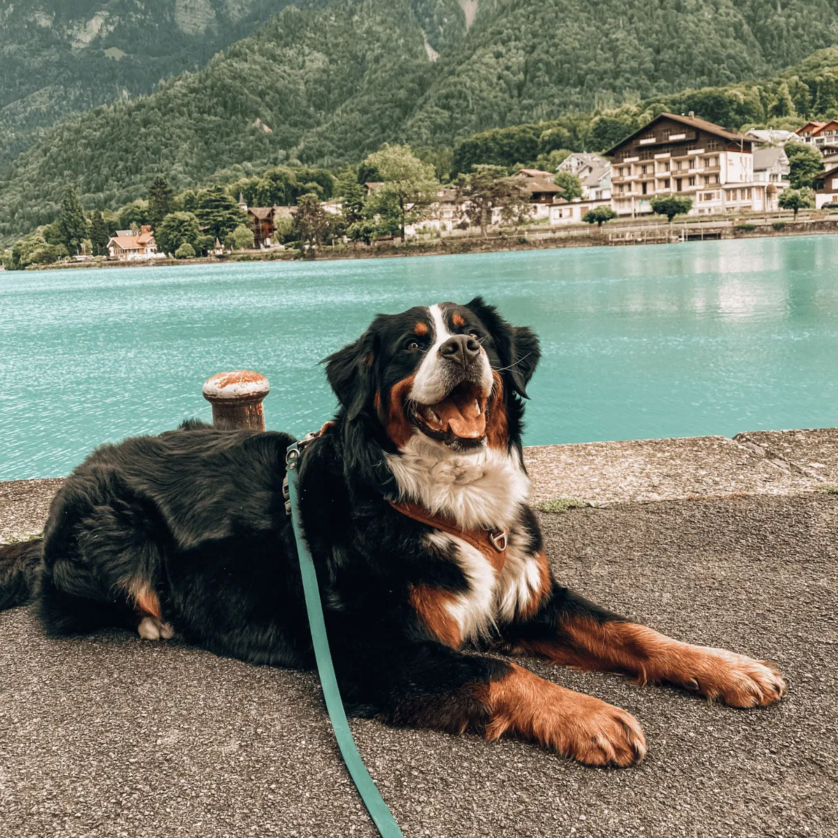 Bernese Mountain Dog Gallery