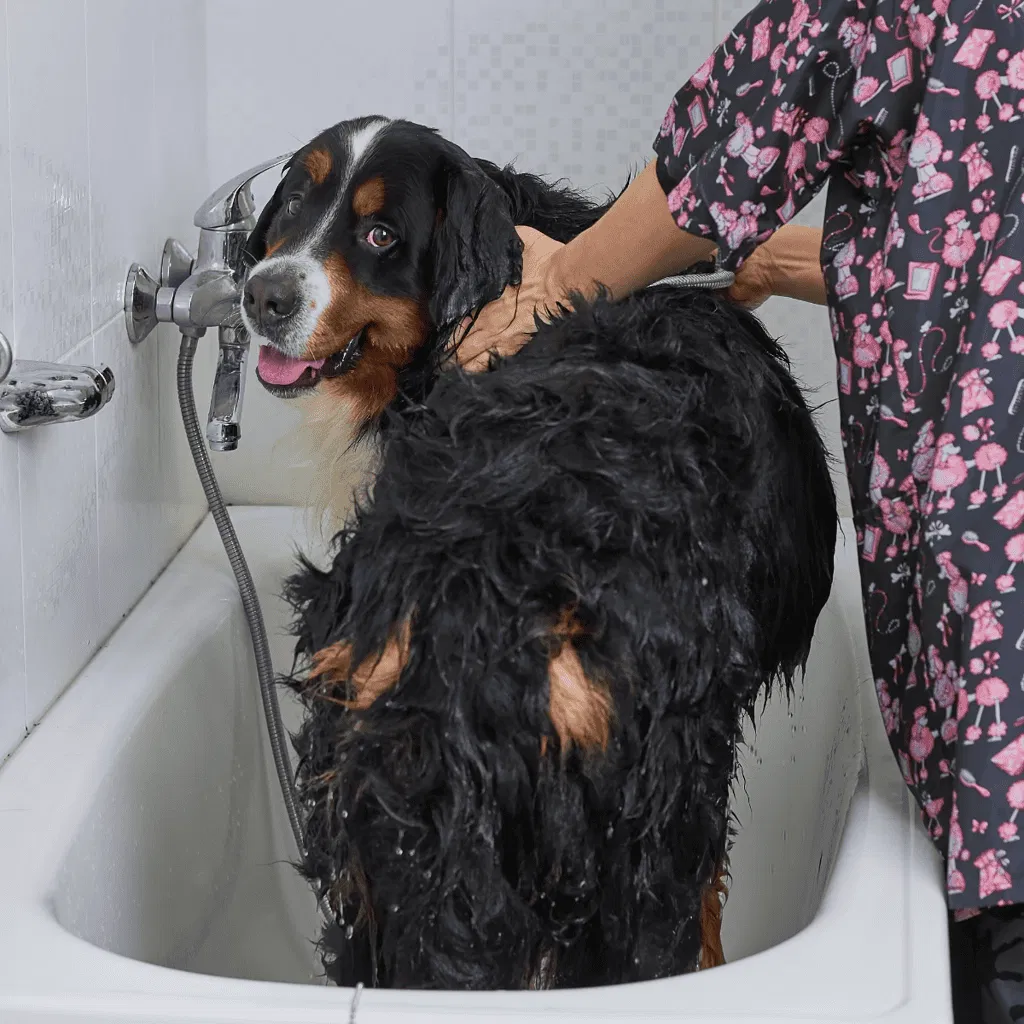 Bernese Mountain Dog Grooming