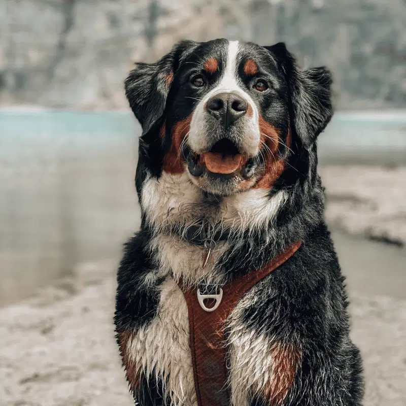Bernese Mountain Dog Gallery