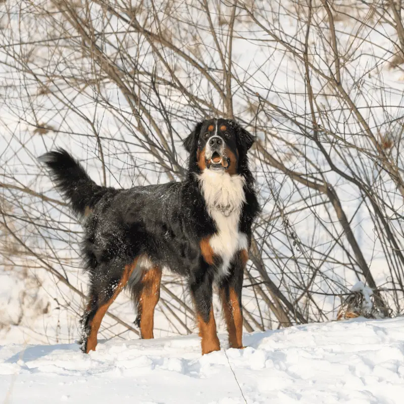 Bernese Mountain Dog Gallery