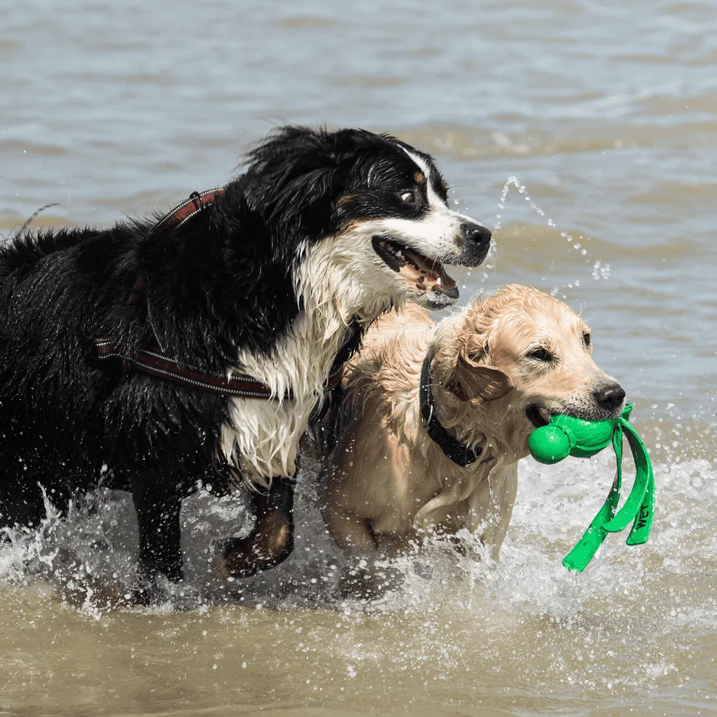 Bernese Mountain Dog Does This Breed Get Along With Other Pets