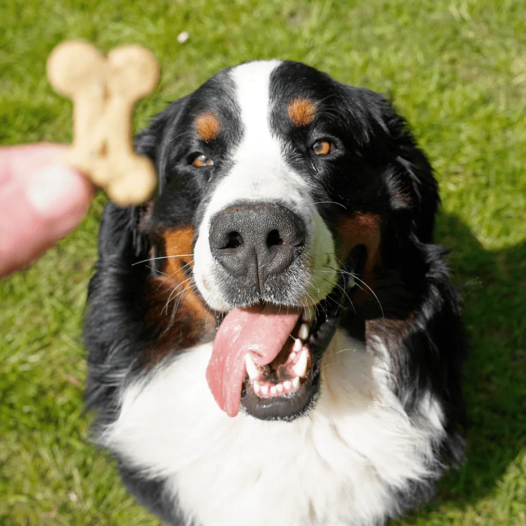 Bernese Mountain Dog Food & Diet Requirements