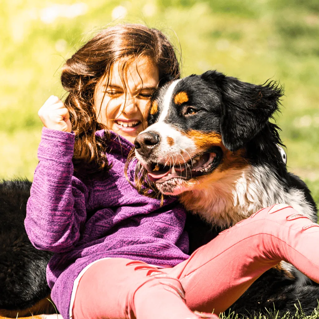 Bernese Mountain Dog Are These Dogs Good For Families