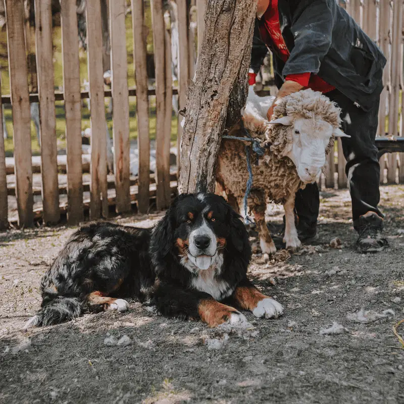 Bernese Mountain Dog Berners Were Bred to Be All-Purpose Farm Dogs