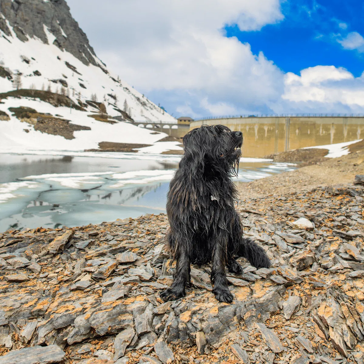 Bergamasco Sheepdog Gallery