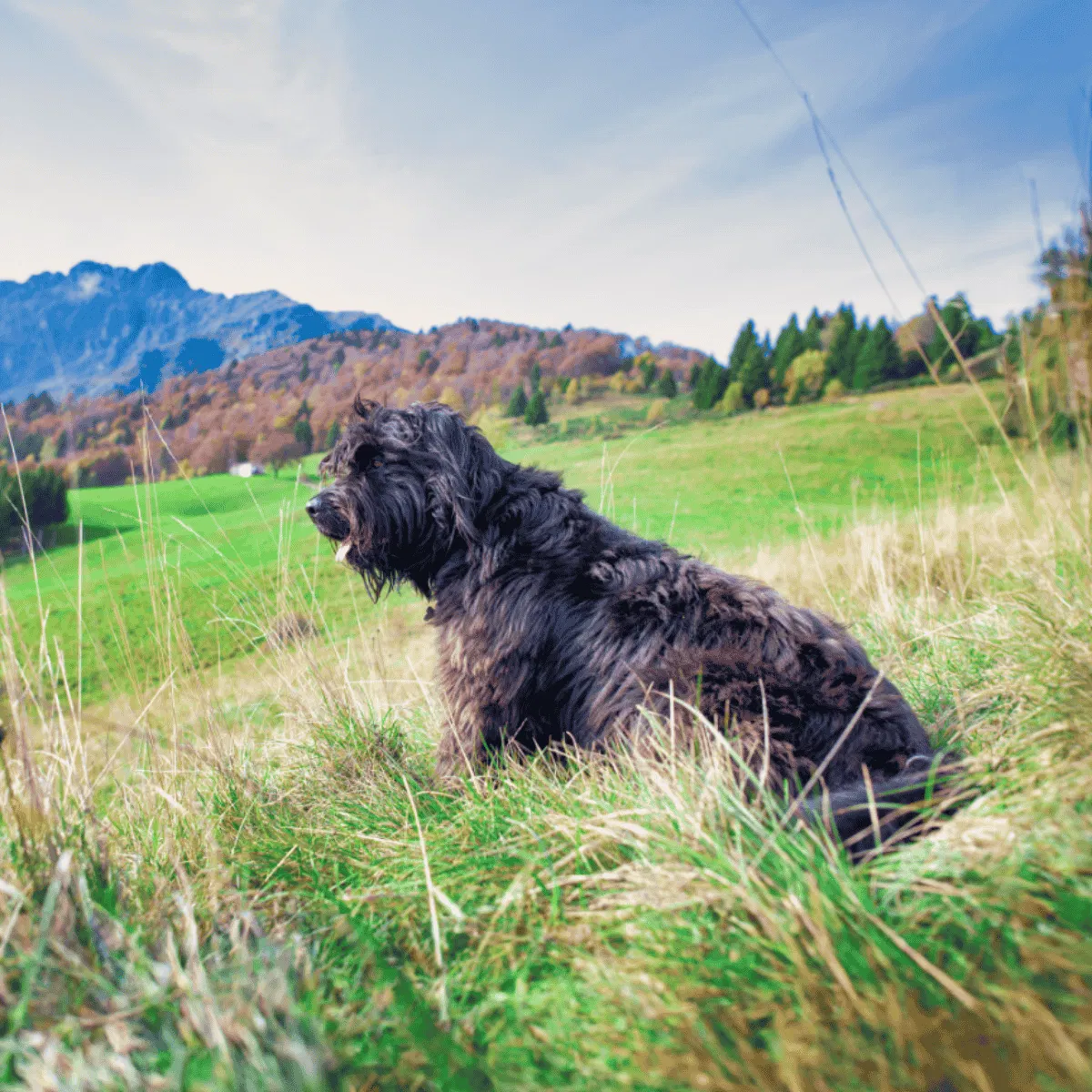 Bergamasco Sheepdog Gallery