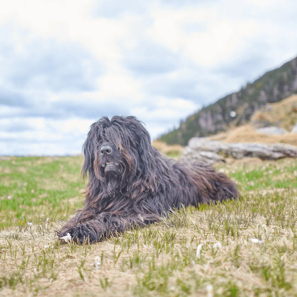 Bergamasco Sheepdog Gallery