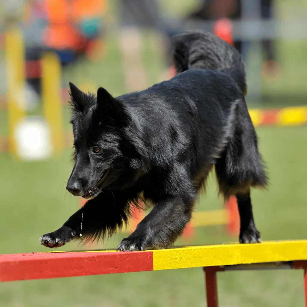 Temperament & Intelligence Of The Belgian Sheepdog