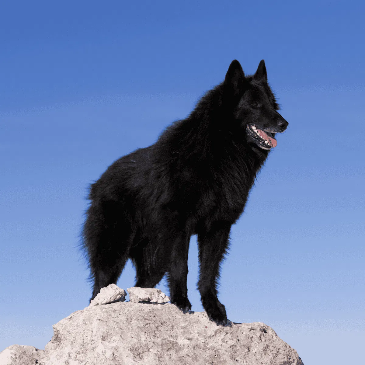 Belgian Sheepdog