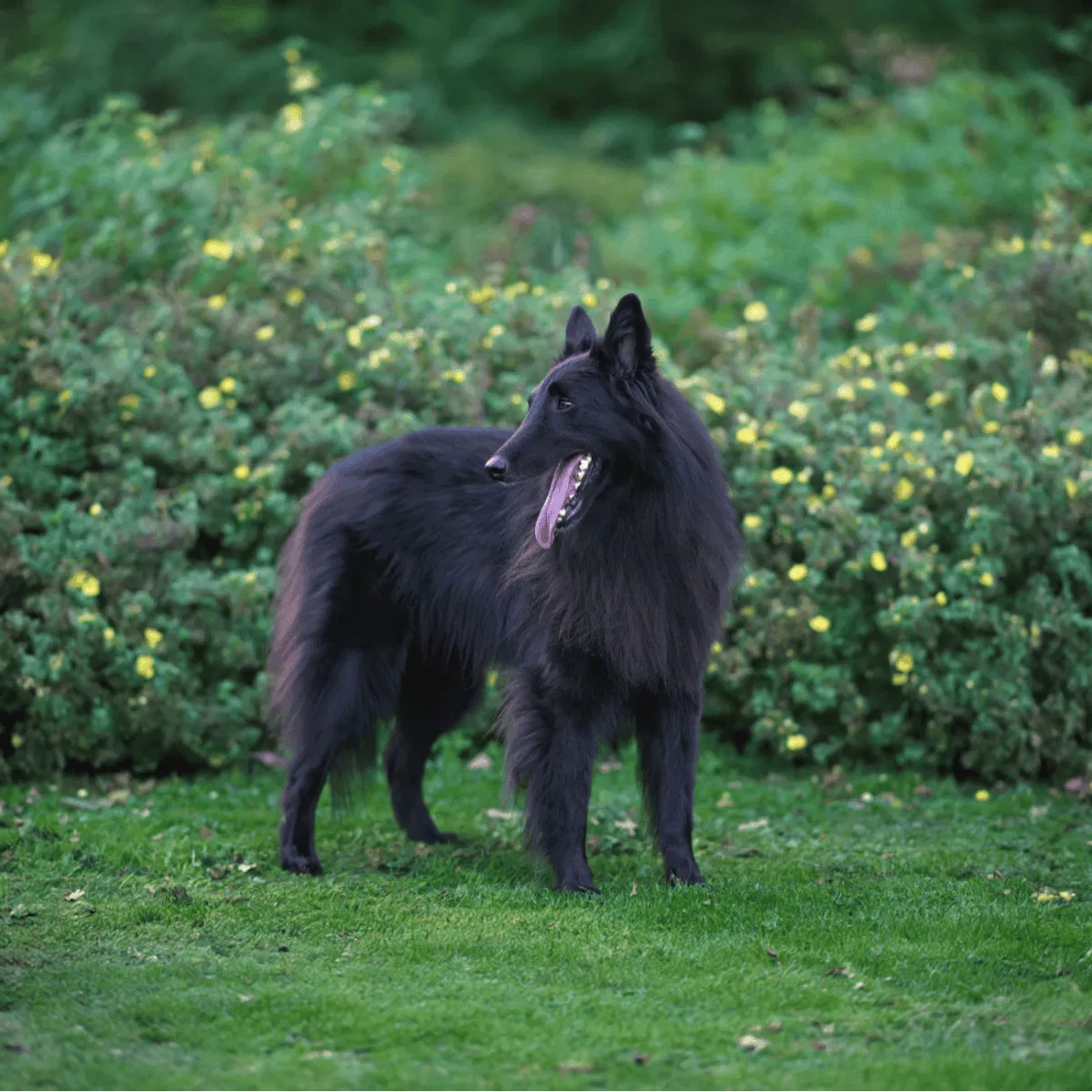 Belgian Sheepdog Gallery
