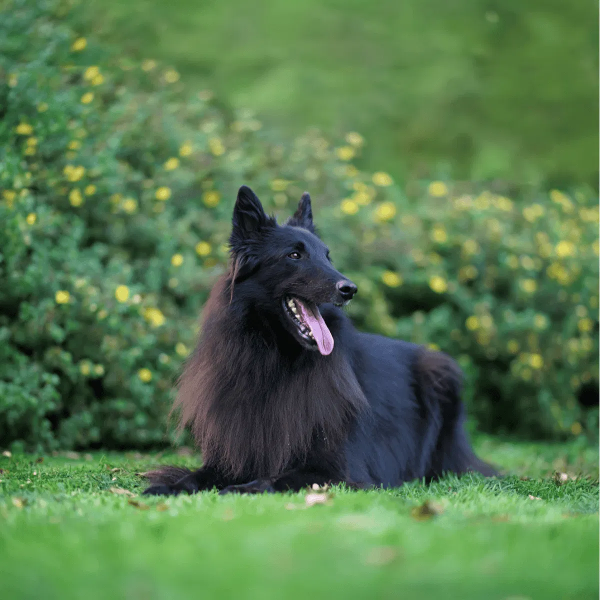 Belgian Sheepdog Gallery
