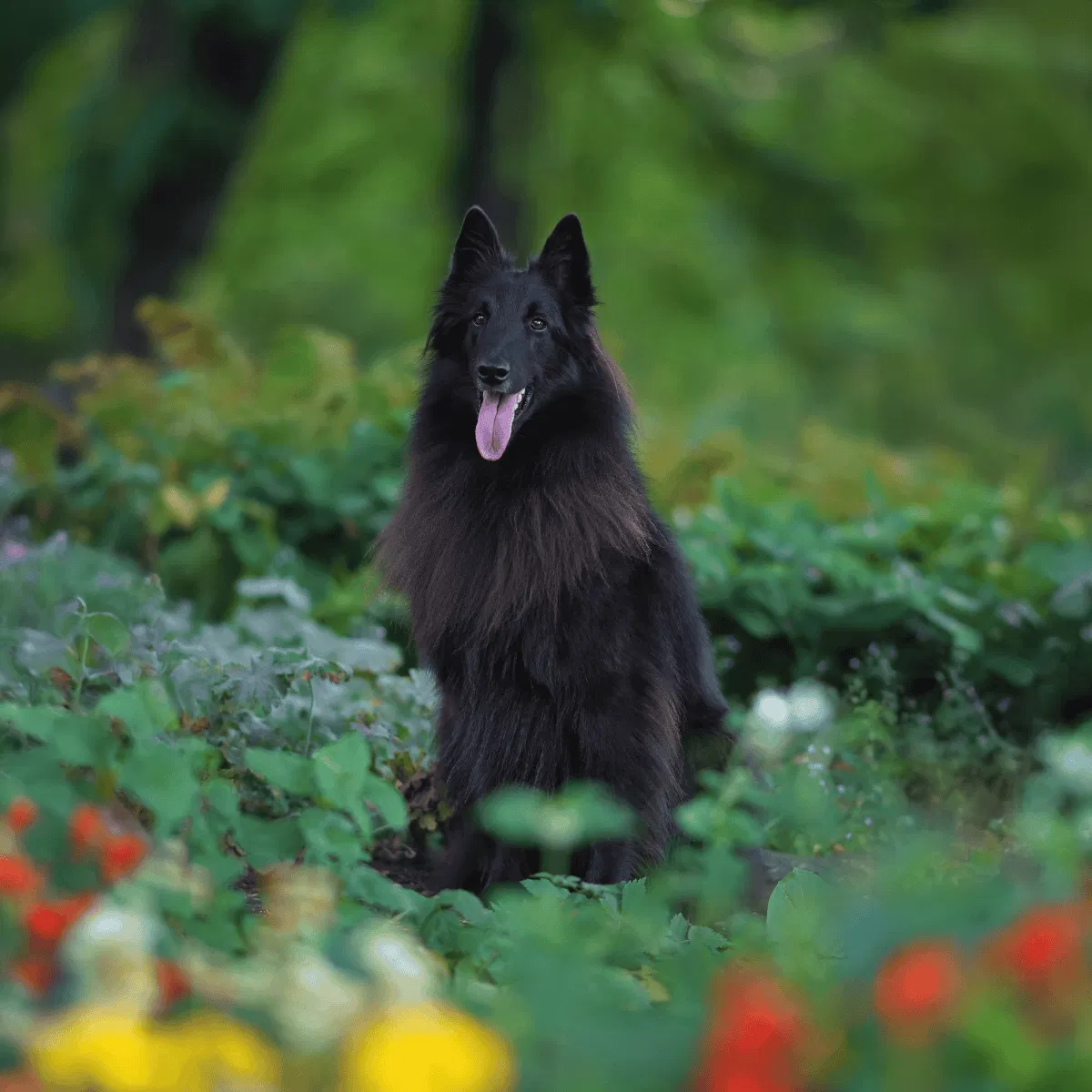 Belgian Sheepdog Gallery