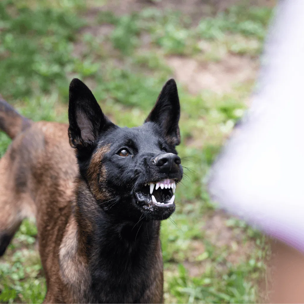 Temperament & Intelligence Of The Belgian Malinois