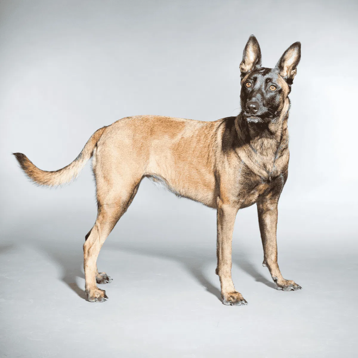 Belgian Malinois Gallery