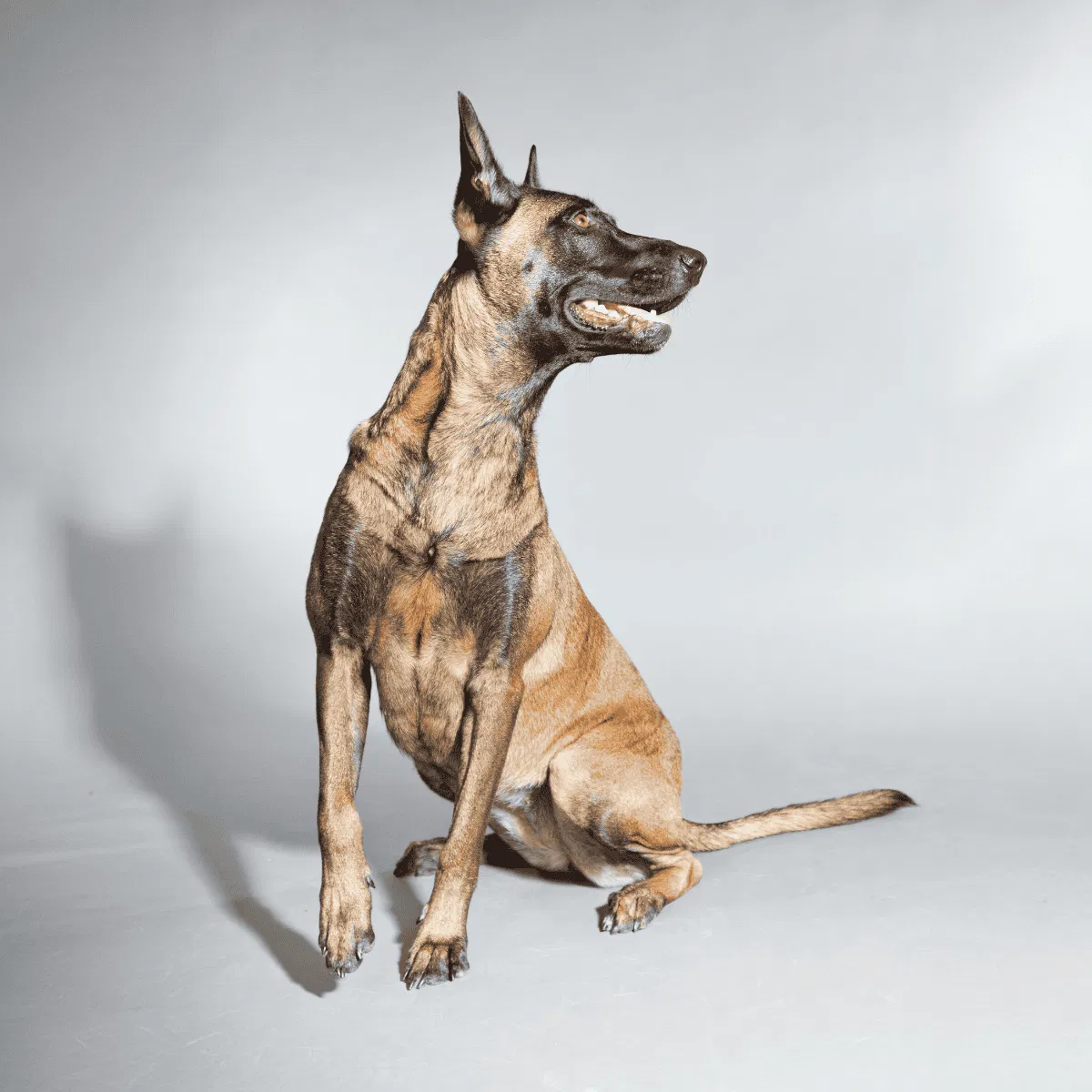 Belgian Malinois Gallery