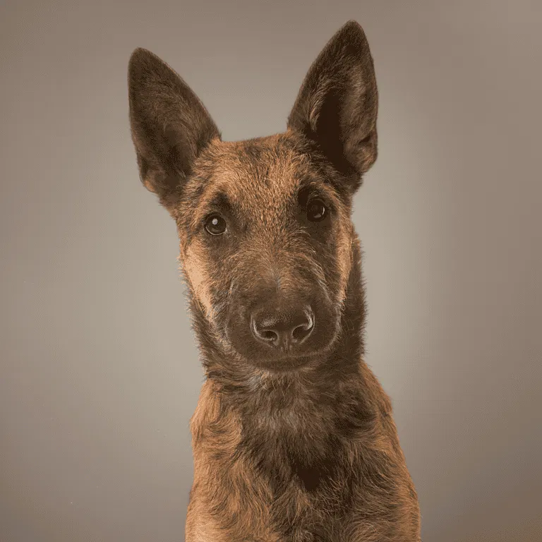 Belgian Laekenois