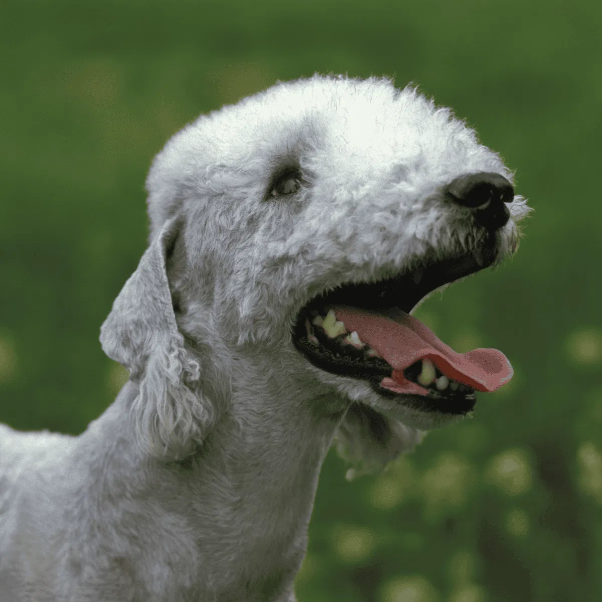 Bedlington Terrier