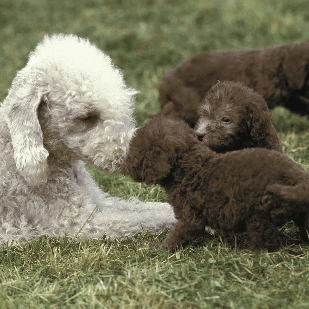 Bedlington Terrier Puppies