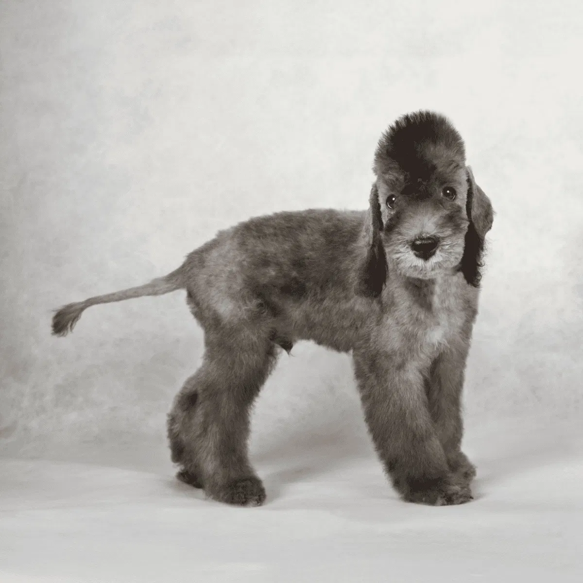 Bedlington Terrier Gallery