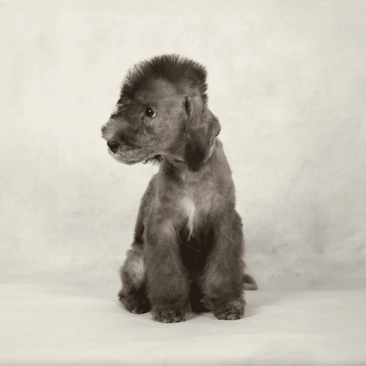 Bedlington Terrier Gallery