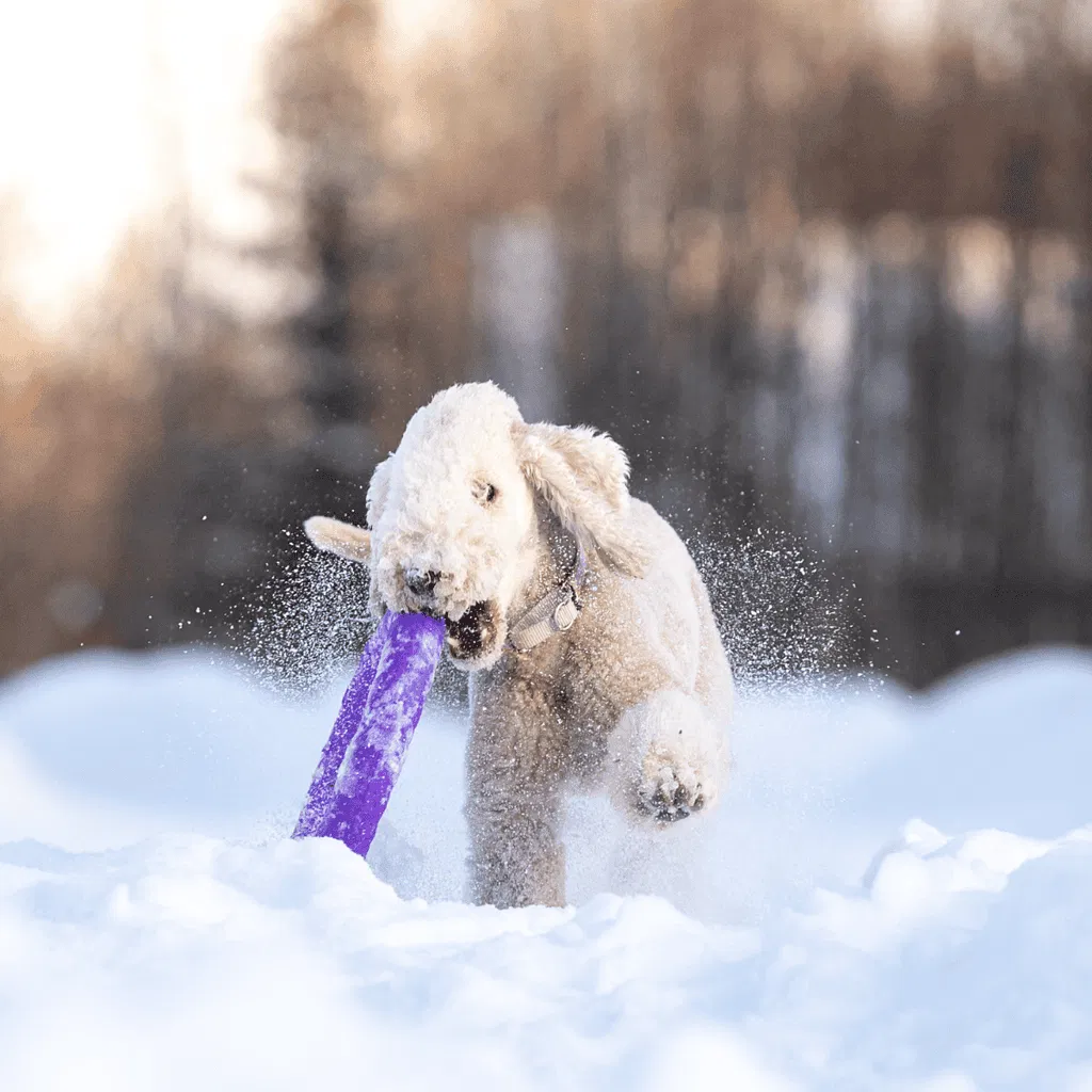 Bedlington Terrier Exercise