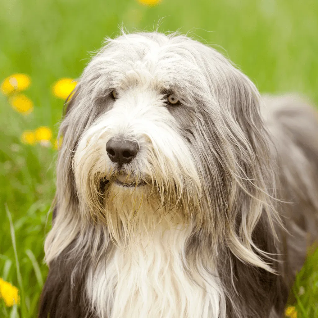 The Bearded Collie Has Other Names