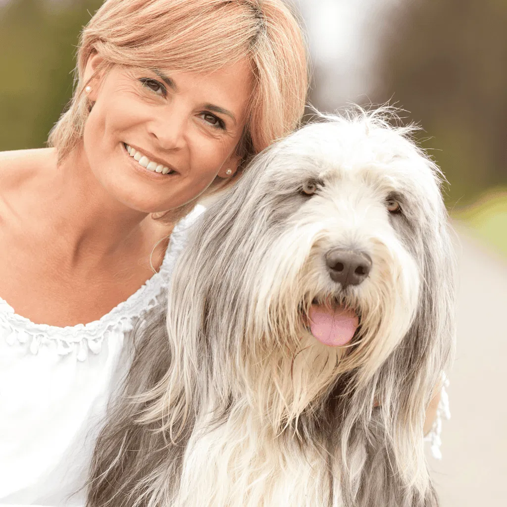 Temperament & Intelligence Of The Bearded Collie