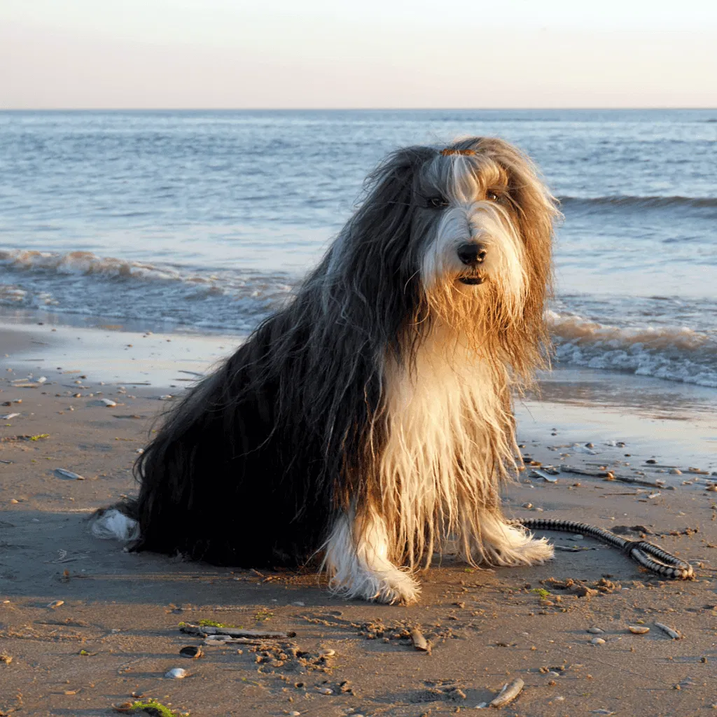 The Bearded Collie Has an Iconic Shaggy Appearance