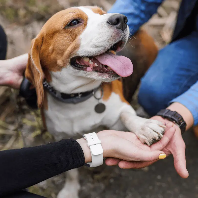 Temperament & Intelligence Of The Beagle