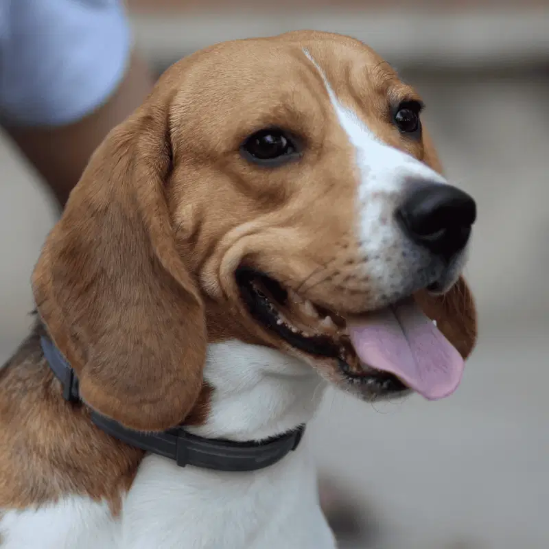 Beagle