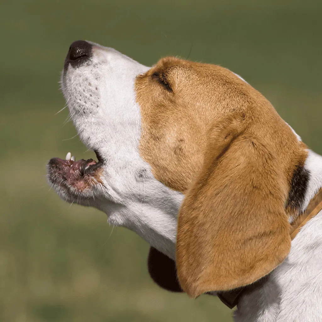 Beagles Can Vocalize 3 Ways