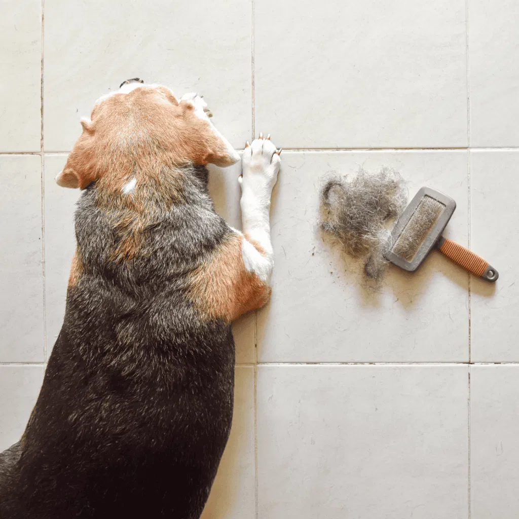 Beagle Grooming