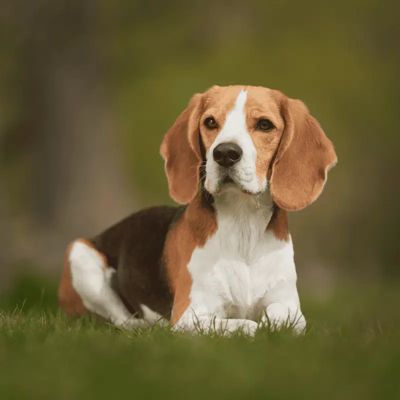 Beagle Gallery