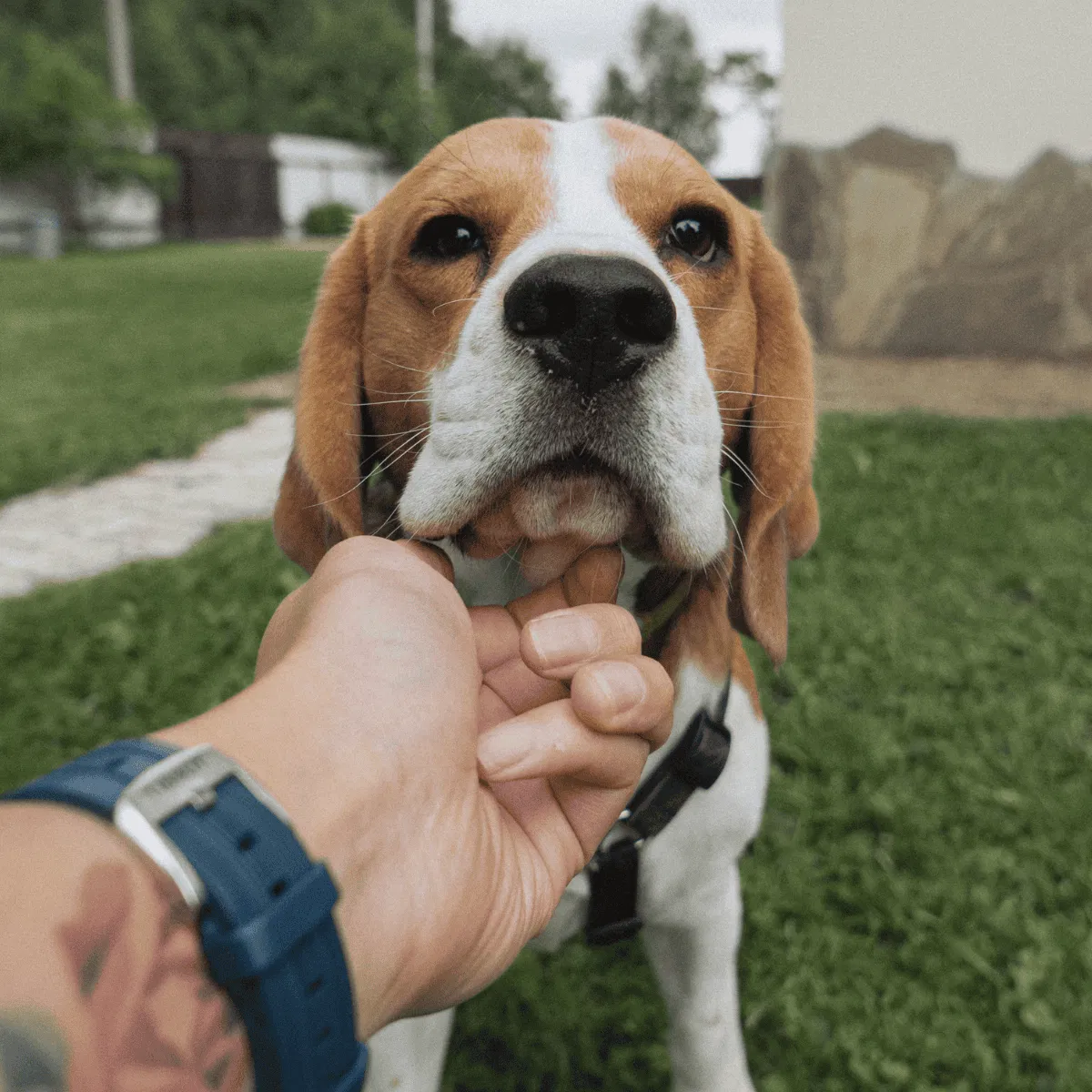 Beagle Gallery