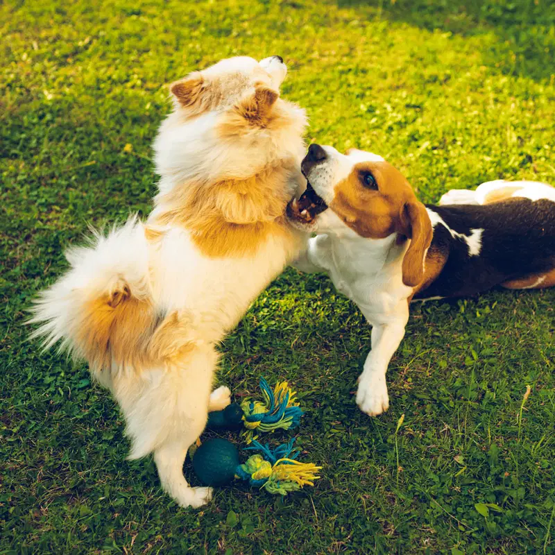 Beagle Does This Breed Get Along With Other Pets