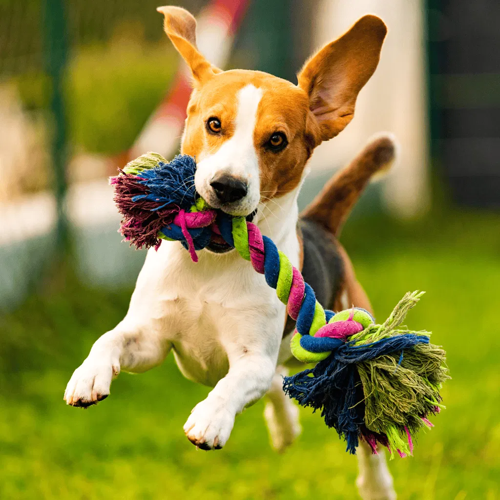 Beagle Exercise