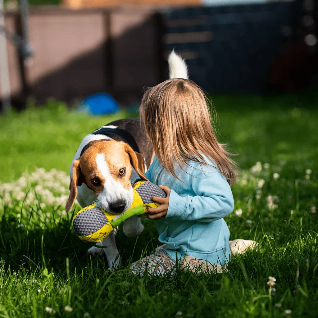 Beagle Are These Dogs Good For Families
