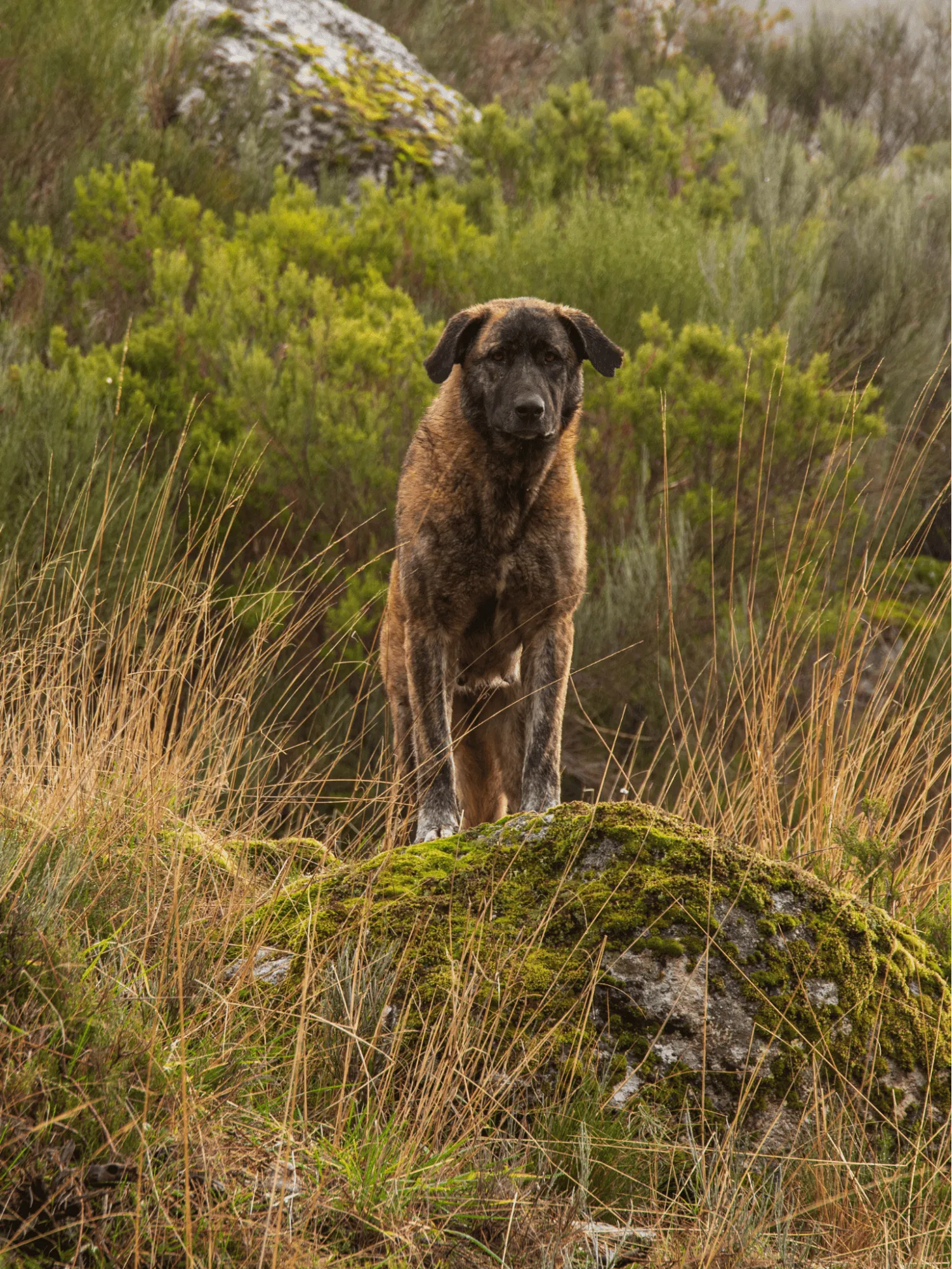 Estrela Mountain Gallery
