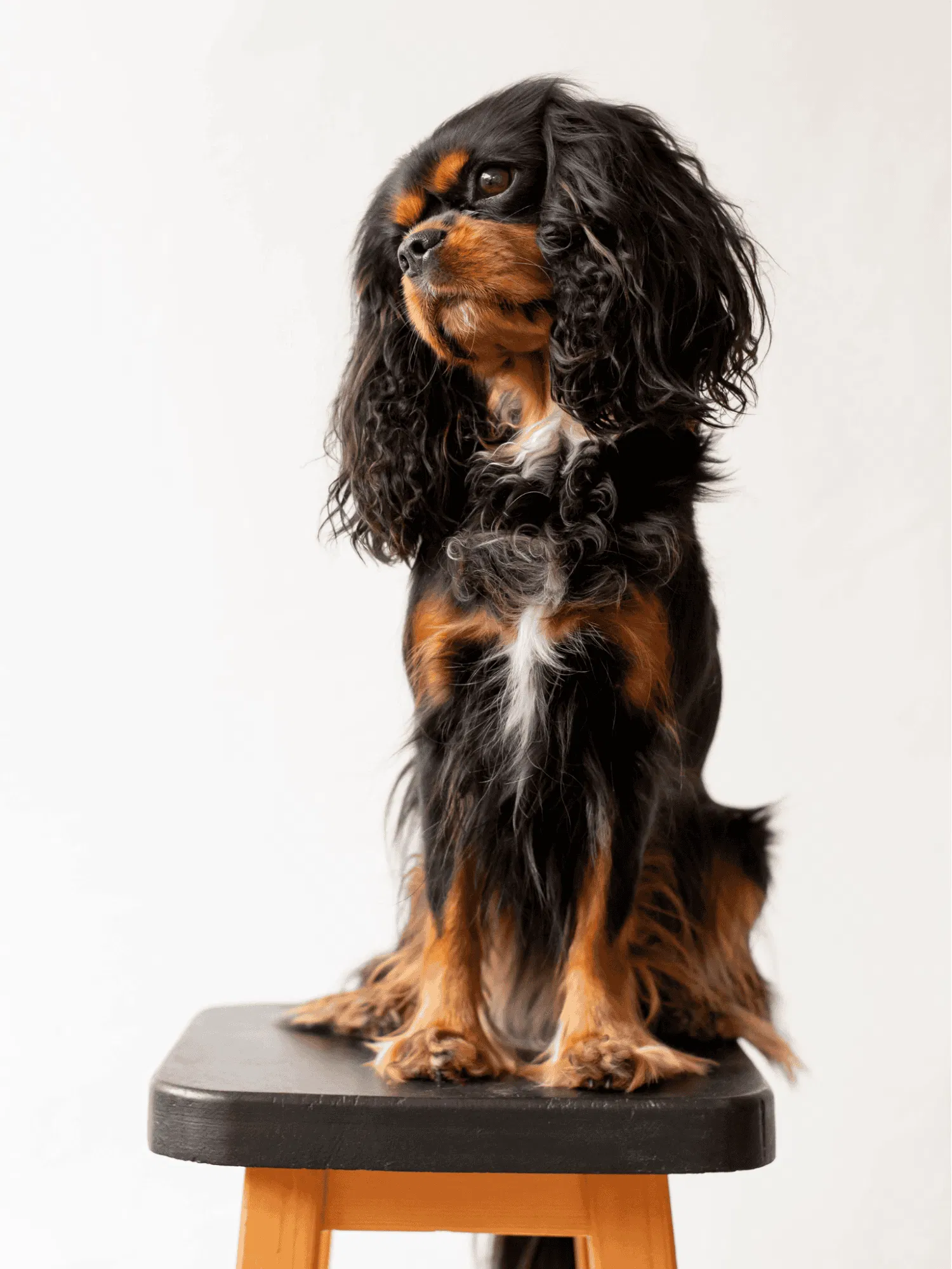 English Toy Spaniel Gallery