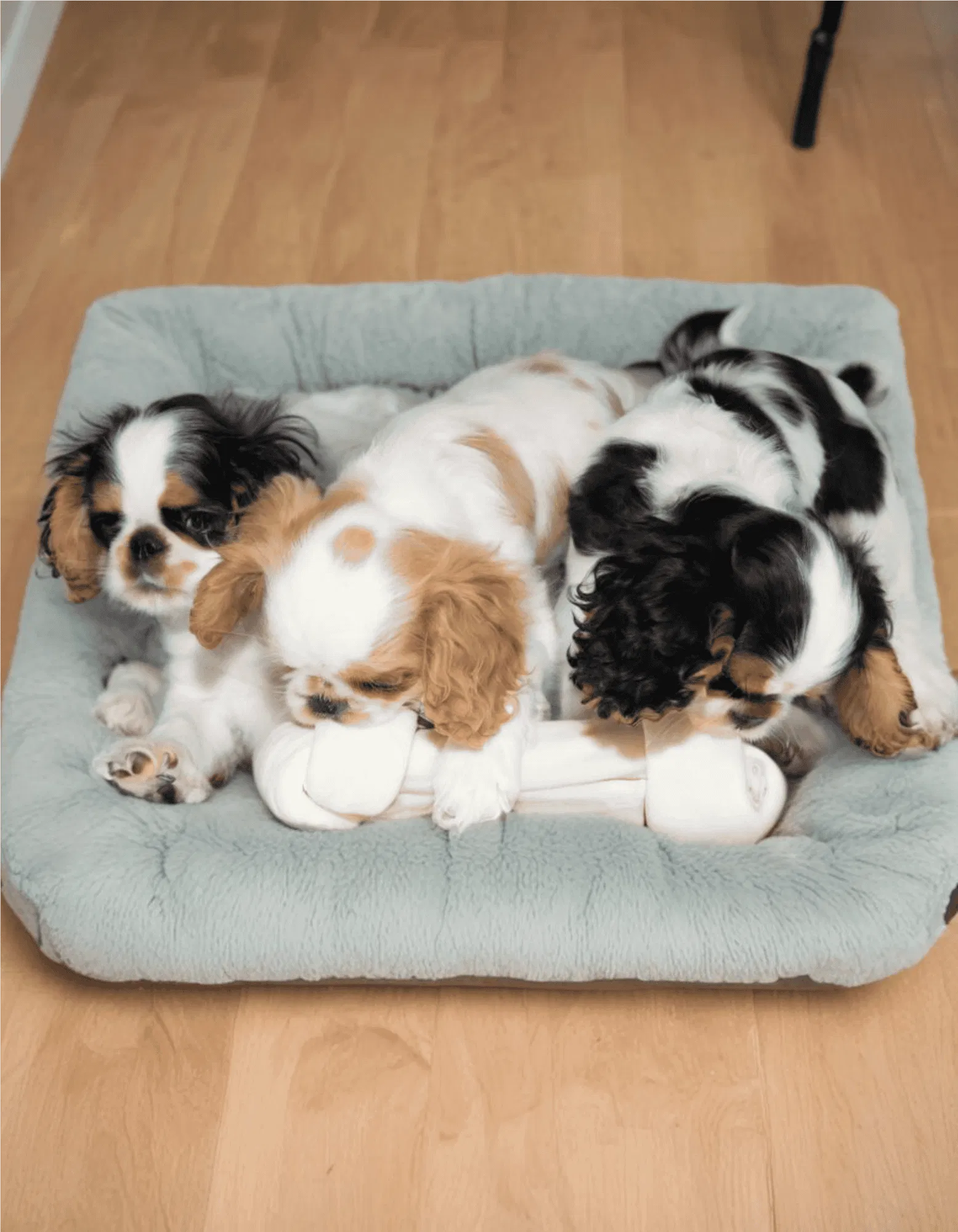 English Toy Spaniel Gallery