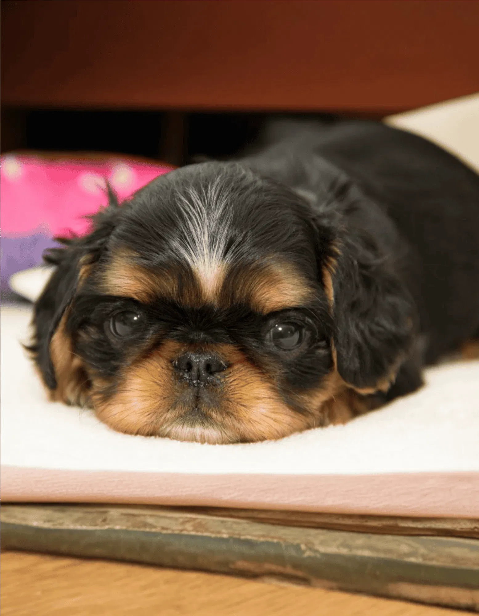 English Toy Spaniel Gallery