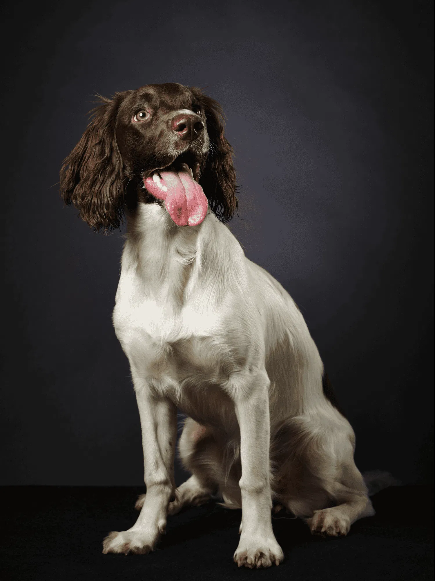English Springer Spaniel