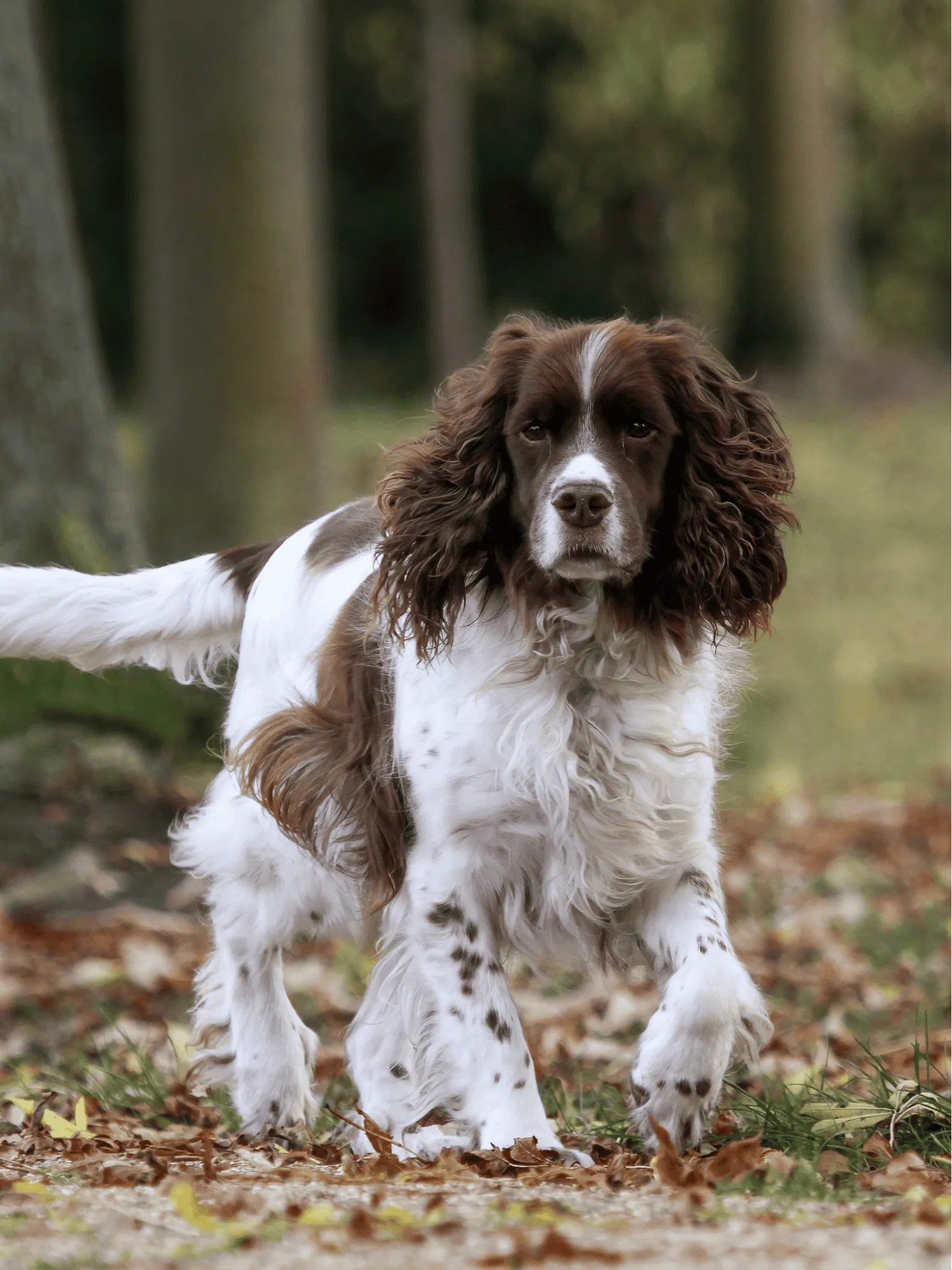 English Springer Spaniel Gallery
