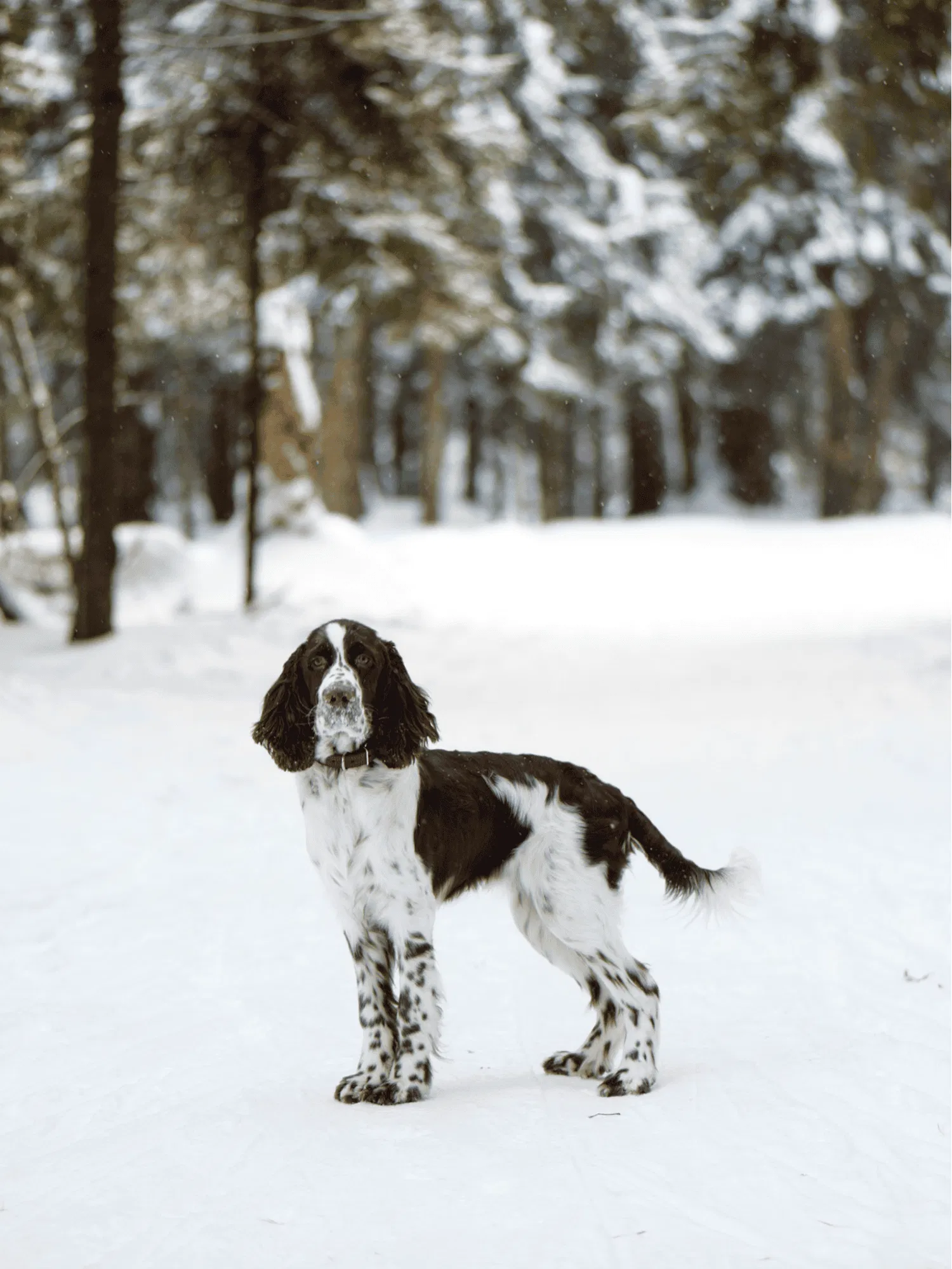 English Springer Spaniel Gallery