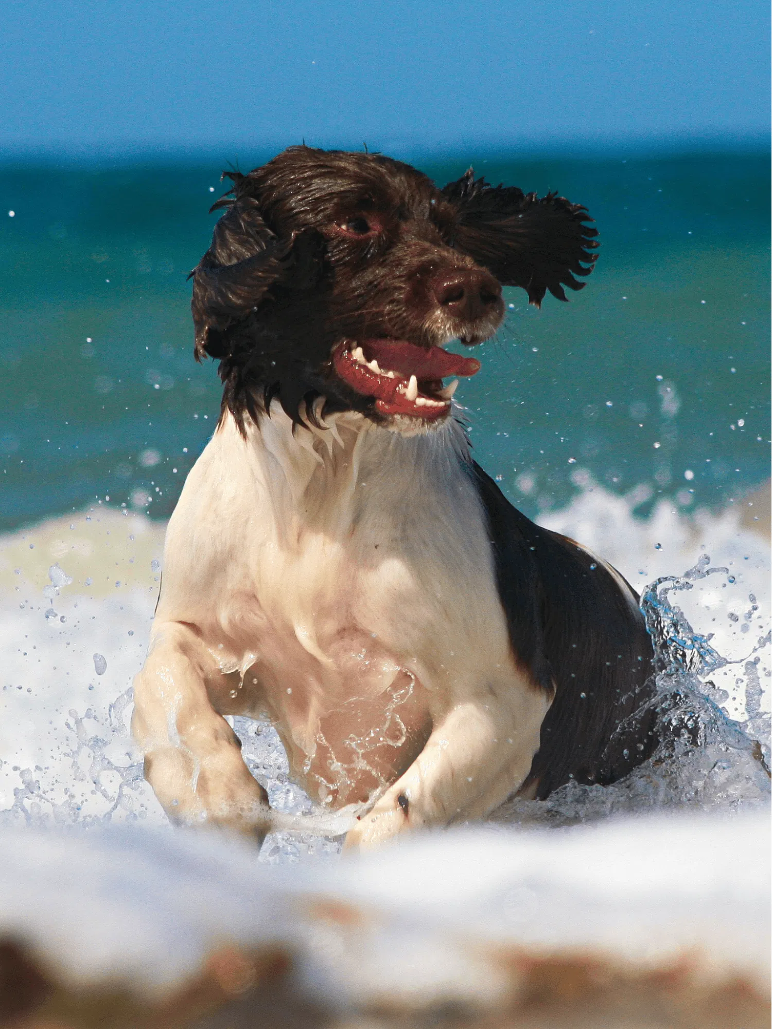English Springer Spaniel Gallery