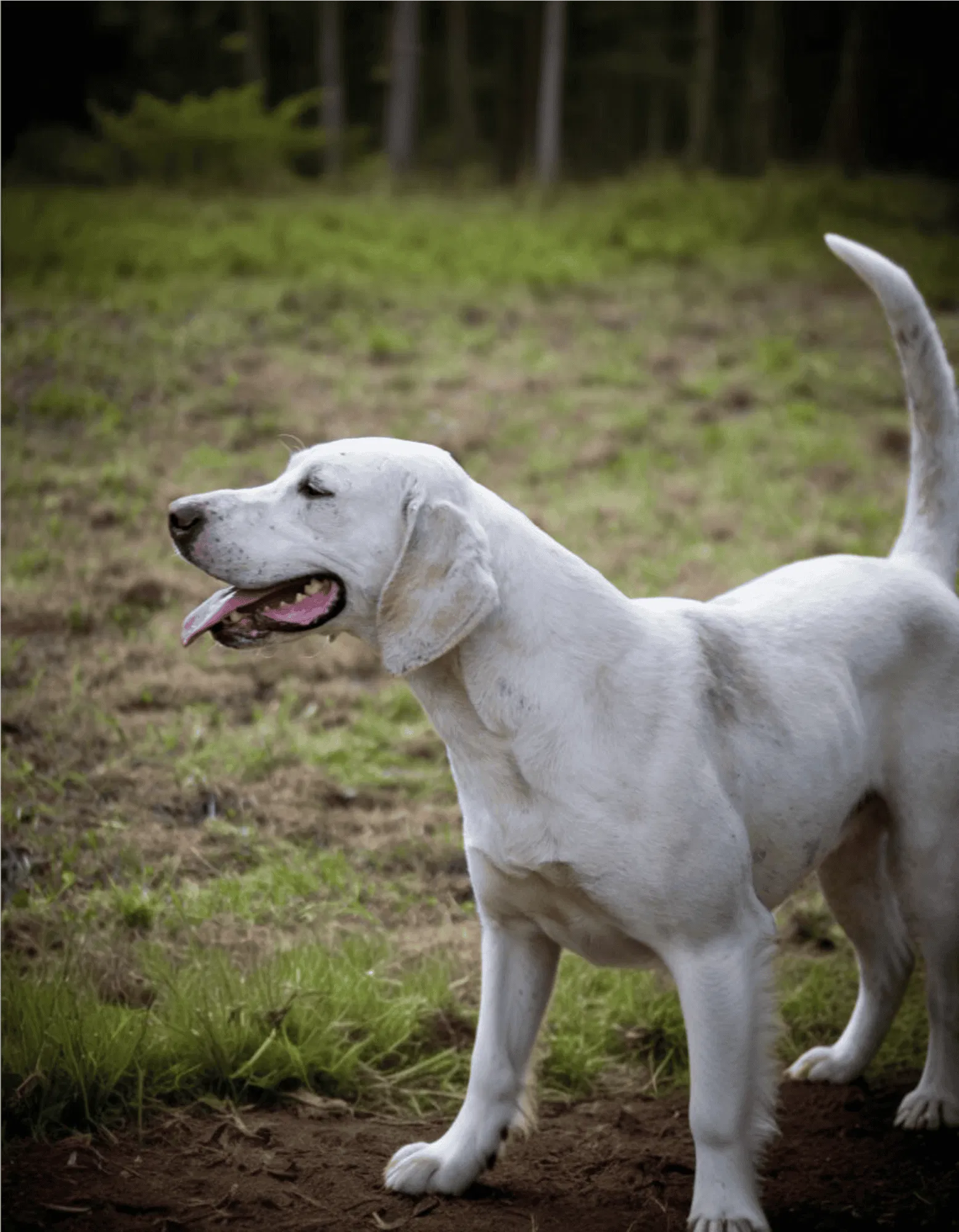 English Foxhound Gallery