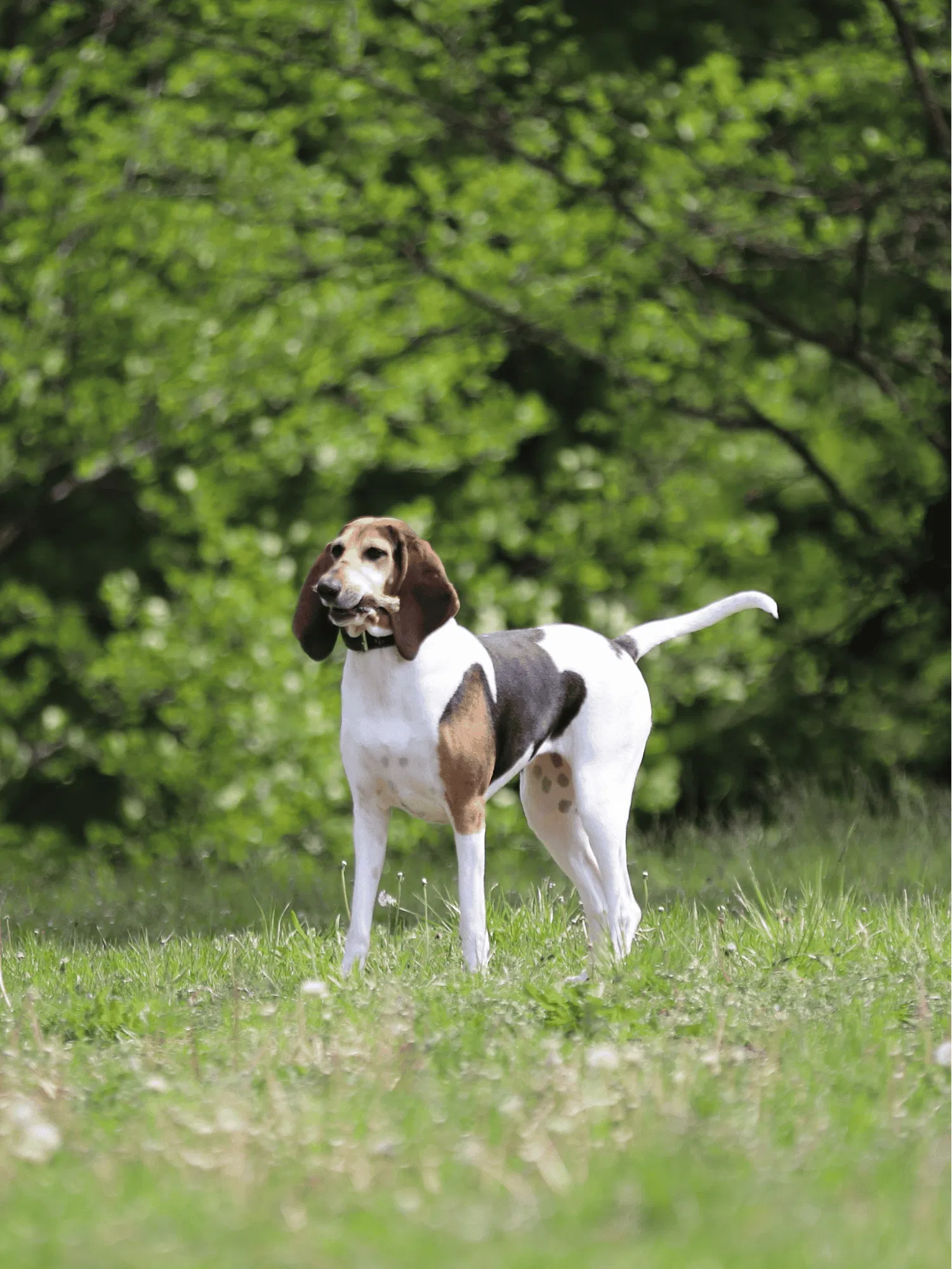 English Foxhound Gallery