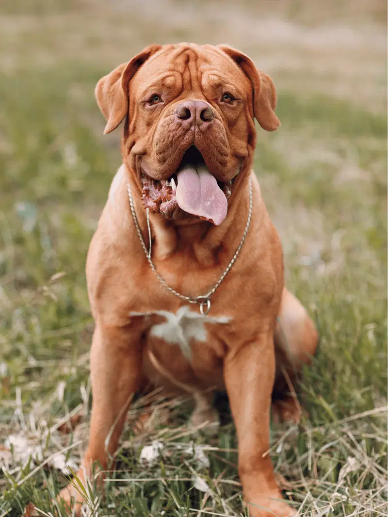 Dogue de Bordeaux